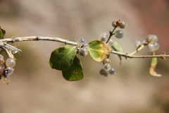 Lonicera nummulariifolia