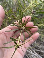 Stillingia texana