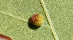 Acraspis quercushirta