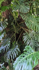 Monstera deliciosa