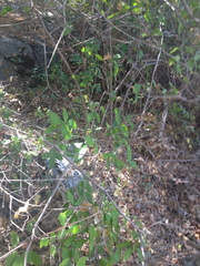 Calycanthus occidentalis