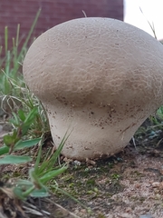 Calvatia cyathiformis