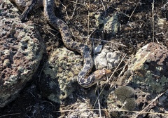 Pituophis catenifer deserticola