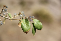 Lonicera nummulariifolia