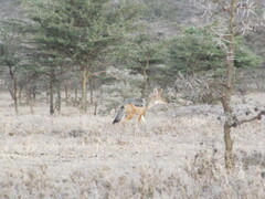 Lupulella mesomelas schmidti