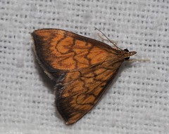 Ecpyrrhorrhoe rubiginalis