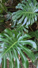 Monstera deliciosa