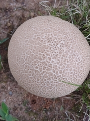 Calvatia cyathiformis