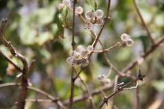 Lonicera nummulariifolia