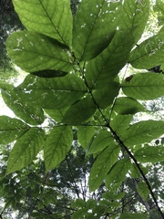 Fraxinus americana