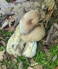 Boletus separans