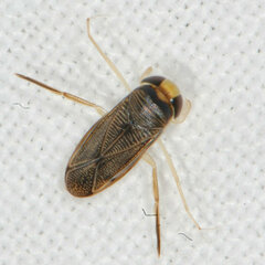 Corixini