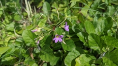 Oxalis intermedia