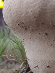 Calvatia cyathiformis