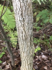 Fraxinus americana