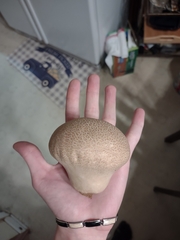 Calvatia cyathiformis