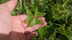 Oxalis intermedia