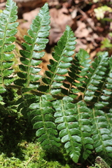 Polystichum braunii image