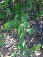 Calycanthus occidentalis