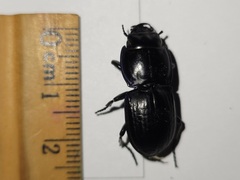 Pasimachus sublaevis