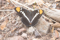 Adelpha eulalia