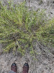 Stillingia texana