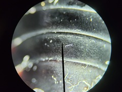 Pasimachus sublaevis