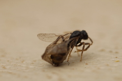 Tetramorium atratulum