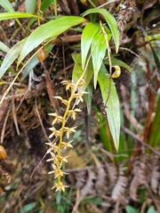 Dendrochilum grandiflorum