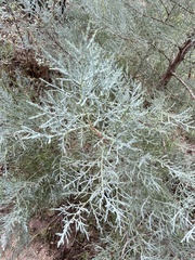 Cupressus arizonica