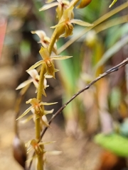 Dendrochilum grandiflorum