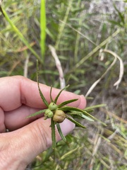 Stillingia texana