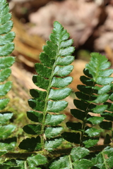 Polystichum braunii image