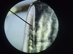 Pasimachus sublaevis