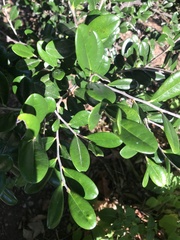 Diospyros ferrea