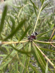 Stillingia texana