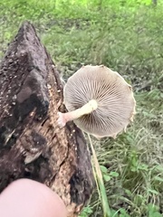 Pholiota polychroa