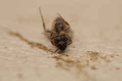 Tetramorium atratulum
