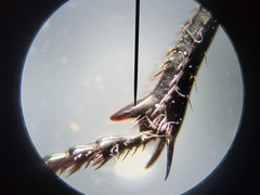 Pasimachus sublaevis