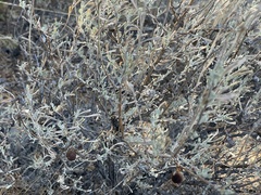 Artemisia tridentata