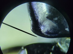 Pasimachus sublaevis