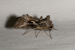 Autographa californica