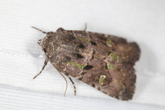 Lacinipolia renigera