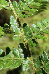 Polystichum braunii image