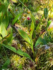 Maianthemum trifolium