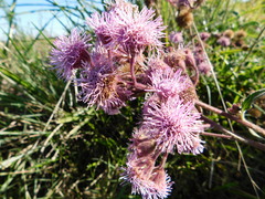 Campuloclinium macrocephalum