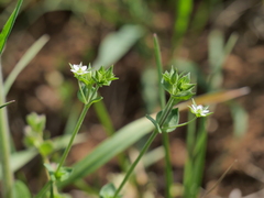 Arenaria serpyllifolia