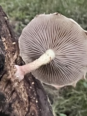 Pholiota polychroa