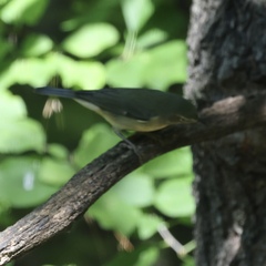 Setophaga caerulescens