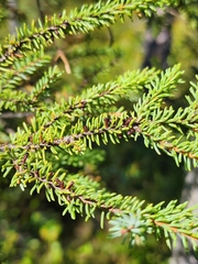 Arceuthobium pusillum